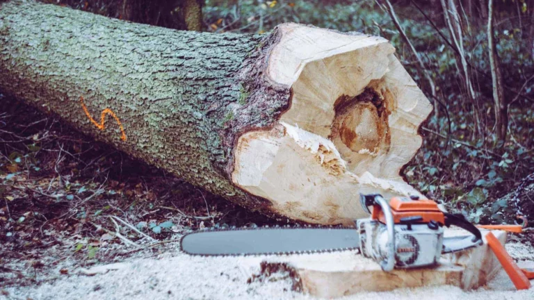 H&H Tree Care and Pruning